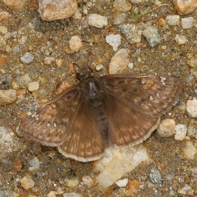Juvenal's Duskywing