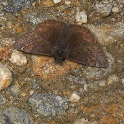 Juvenal's Duskywing