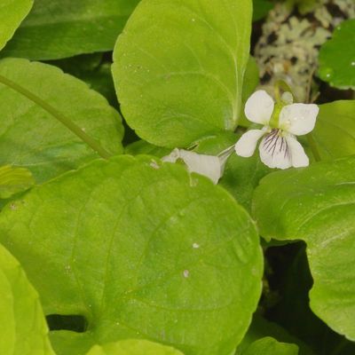 Viola minuscula * Northern White Violet