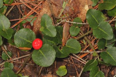 Mitchella repens * Partridgeberry