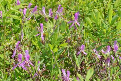 Rhododendron canadense * Rhodora