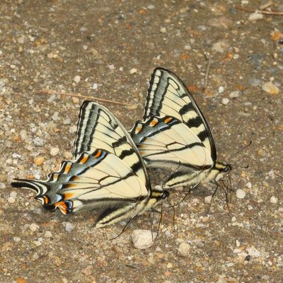 Canadian Tiger Swallowtail