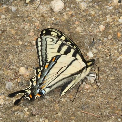 Canadian Tiger Swallowtail