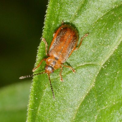 Galerucella calmariensis * Black-margined Loosestrife Beetle