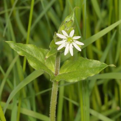 Stellaria aquatica * Water Chickweed
