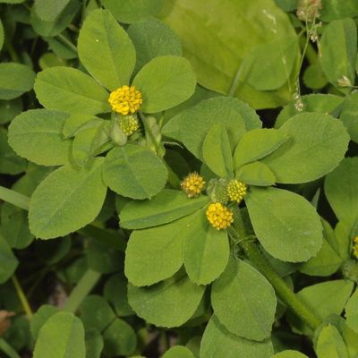 Medicago lupulina * Black Medick