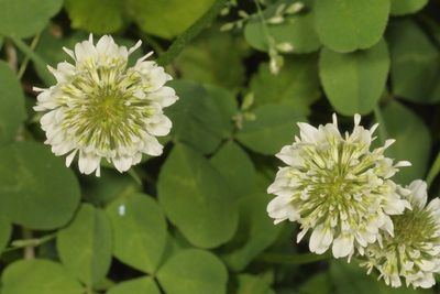 Trifolium repens * White Clover