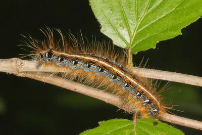 Hodges#7701 * Eastern Tent Caterpillar