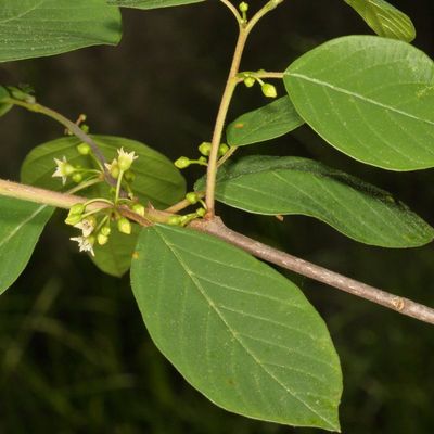 Frangula alnus * Alder Buckthorn