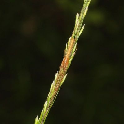 Genus Tetragnatha