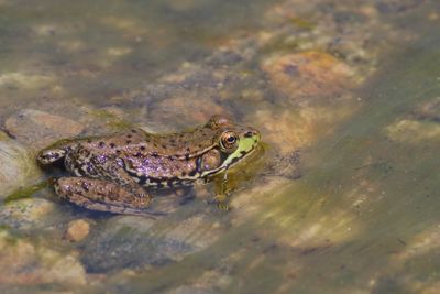 Green Frog
