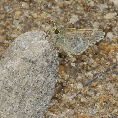 Pepper-and-Salt Skipper