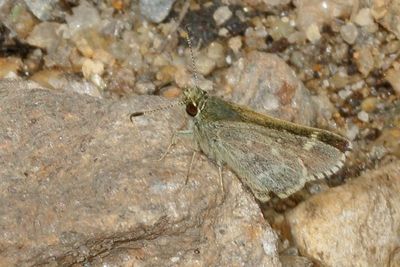 Pepper-and-Salt Skipper