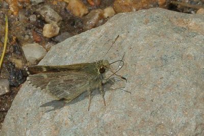 Pepper-and-Salt Skipper