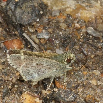 Pepper-and-Salt Skipper