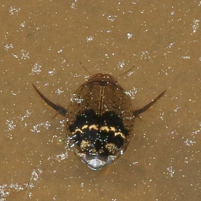 Dytiscidae : Predacious Diving Beetles