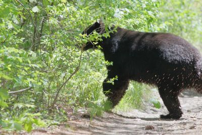 American Black Bear