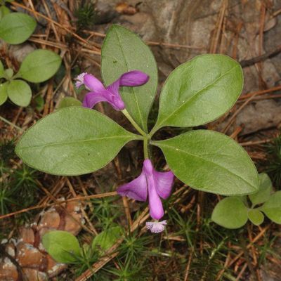 Polygaloides paucifolia * Fringed Polygala