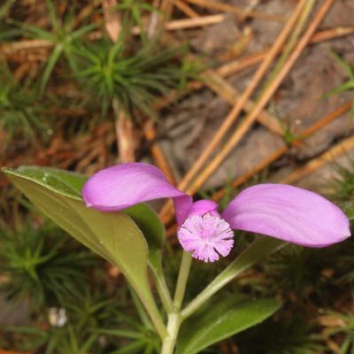 Polygaloides paucifolia * Fringed Polygala