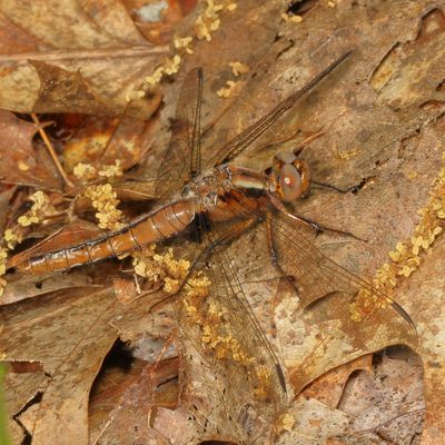 White Corporal  ♀