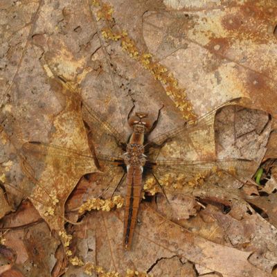 White Corporal  ♀