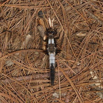 Chalk-fronted Corporal  ♂