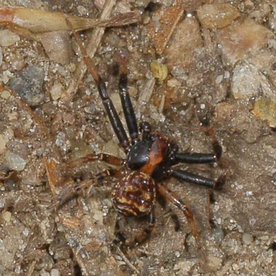 Genus Xysticus