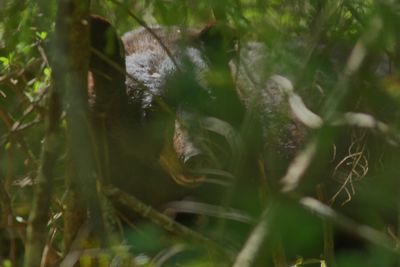 American Black Bear