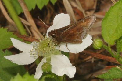 Dusted Skipper