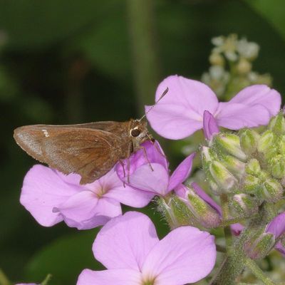 Dusted Skipper