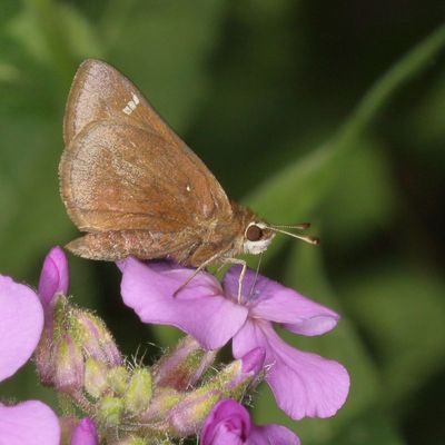 Dusted Skipper
