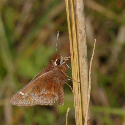 Dusted Skipper