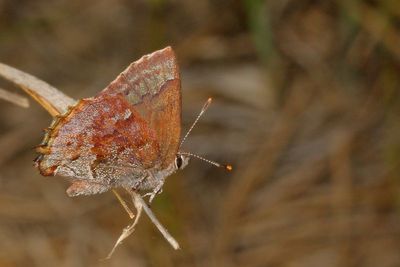 Frosted Elfin