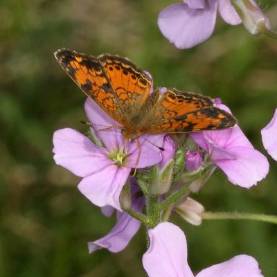 Pearl Crescent