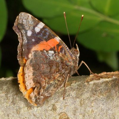 Red Admiral