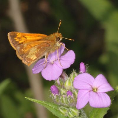 Hobomok Skipper