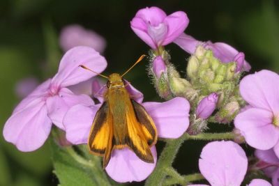 Zabulon Skipper ♂