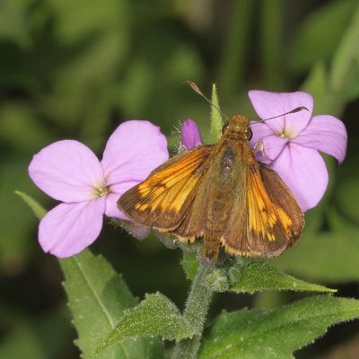 Zabulon Skipper ♂