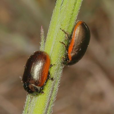 Chrysolina hudsonica