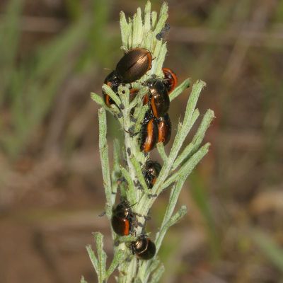 Chrysolina hudsonica