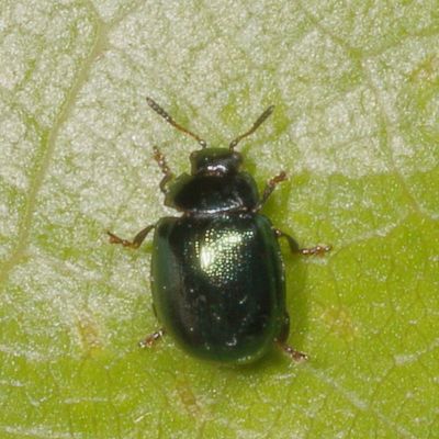 Plagiodera versicolora * Willow Leaf Beetle
