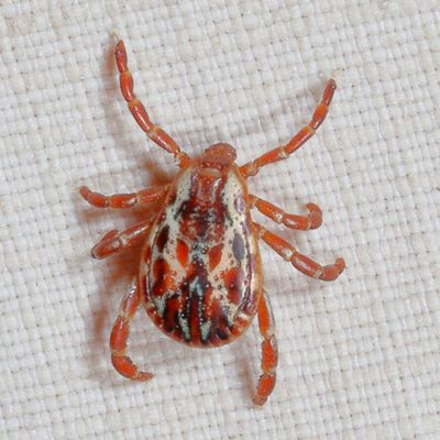 Genus Dermacentor