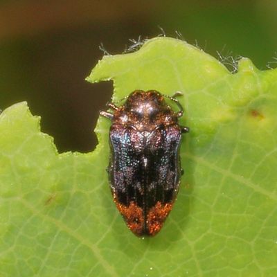 Brachys aerosus * Northern Red Oak Jewel Beetle