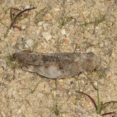 Arphia sulphurea * Sulphur-winged Grasshopper