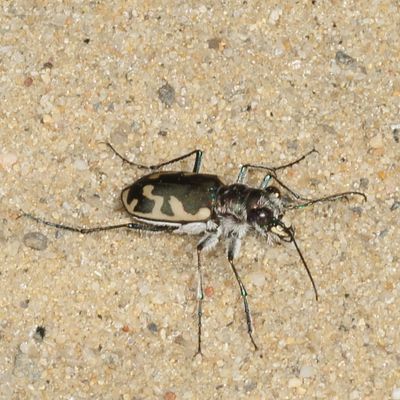 Cicindela formosa * Big Sand Tiger Beetle