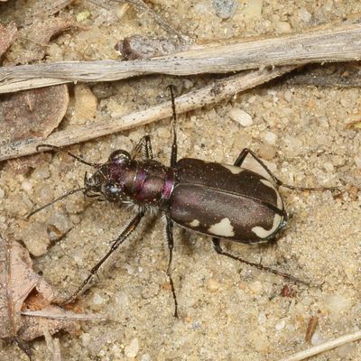 Cicindela scutellaris * Festive Tiger Beetle