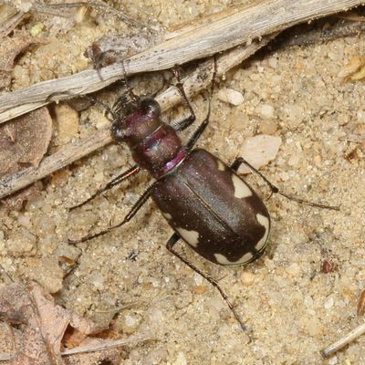 Cicindela scutellaris * Festive Tiger Beetle