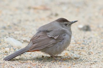 Gray Catbird
