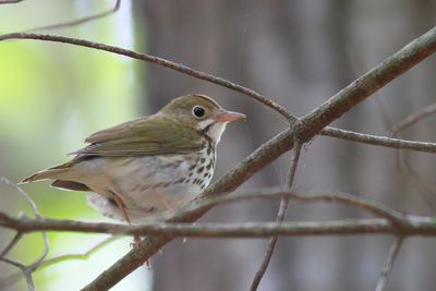 Ovenbird