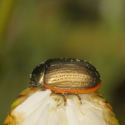 Chrysolina hudsonica